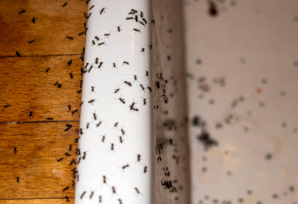 Best Best Pest Control Companies  in Lakemoor, IL