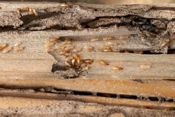 Best Exterminator Services  in Lakemoor, IL